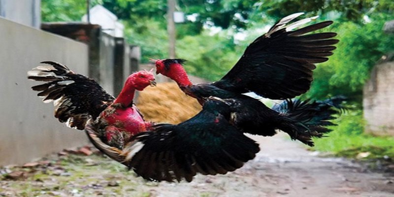 Bật Mí Bí Quyết Chơi Đá Gà Jun88 Hiệu Quả Nhất 5 www.seocialise.co.com